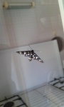 20160705_105255.jpg